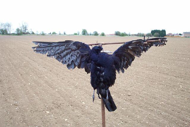 Crucified crow in countryside