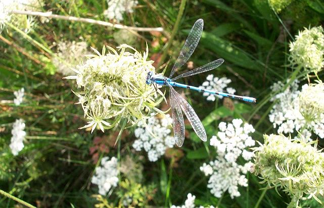 Common blue damselfly