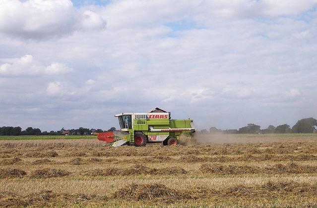 Combining wheat near Bourne
