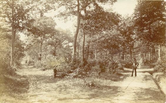 Bourne Wood in 1905