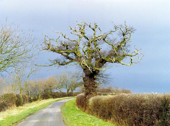 The Bulby oak in 1999