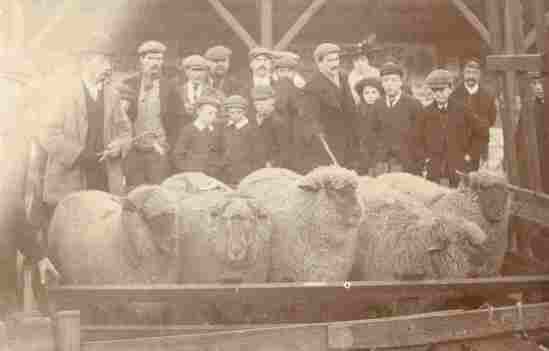 Sheep penned for sale