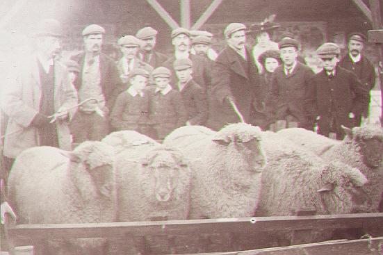 Sheep sale
