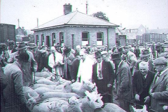 Sheep sale