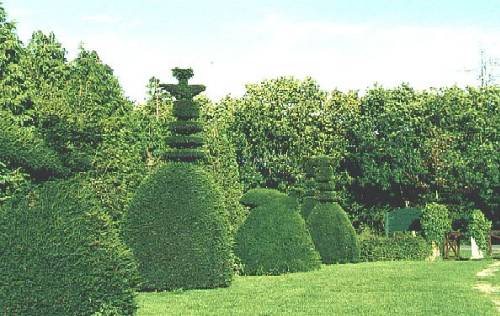 Shapely evergreens