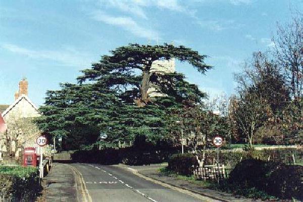 Stately cedar trees