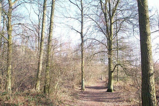 Bourne Wood in winter