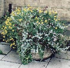 Flower tubs in the town centre
