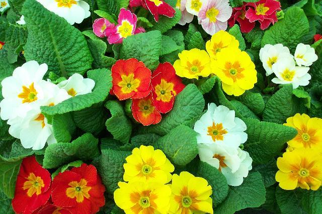 Primulas at the garden centre