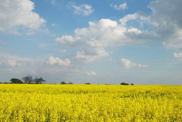 Oil seed near Thurlby