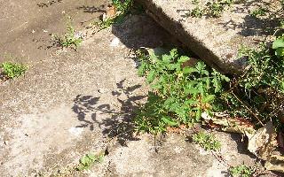 Tomato plant in south porch