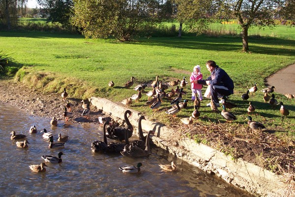 Feeding the ducks