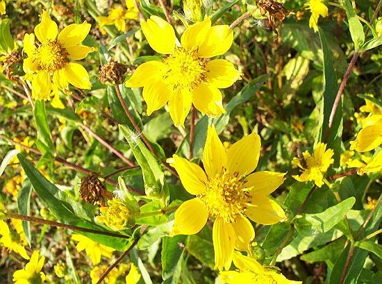 A crop of nyger in flower