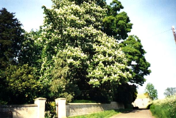 Vicarage horse chestnut