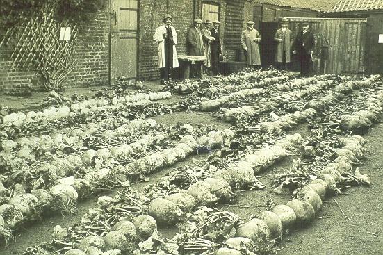 The root show in 1914