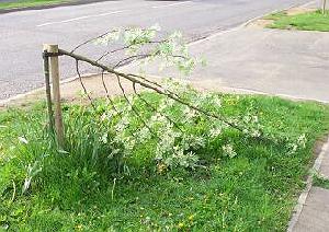 Trees in North Road vandalised