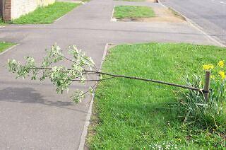 Trees in North Road vandalised