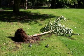 Uprooted tree
