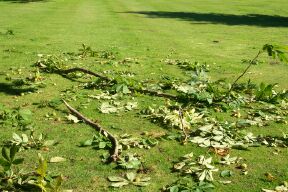Damaged folliage