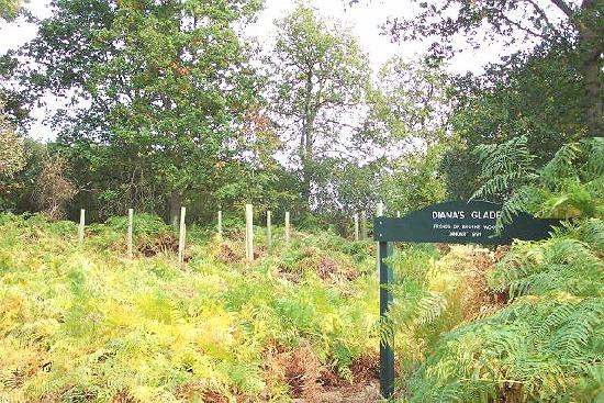 Diana's Glade in Bourne Wood